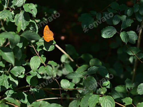Preview: A Selective Focus Shot Of A Cute Butterfly Sitting On A Flower