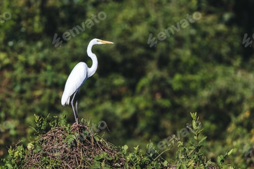 Preview: A Great Egret Standing On Branches Under The Sunlight With A Blurry Background