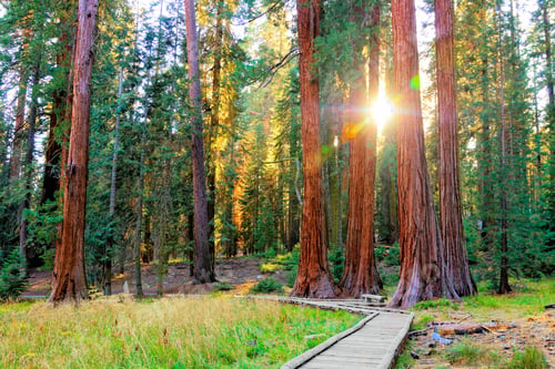 Preview: Sunbeams Through The Giant Trees Of Sequoia National Park, California, Usa