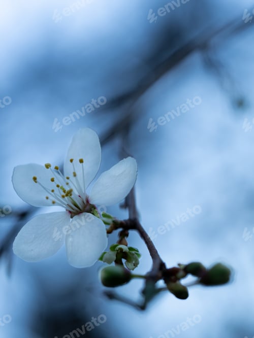 Preview: A Closeup Shot Of A Beautiful White Cherry Blossom Flower