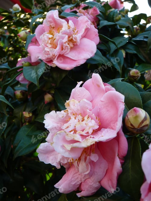 Preview: A Closeup Of Pink Camellia Japonica Flowers