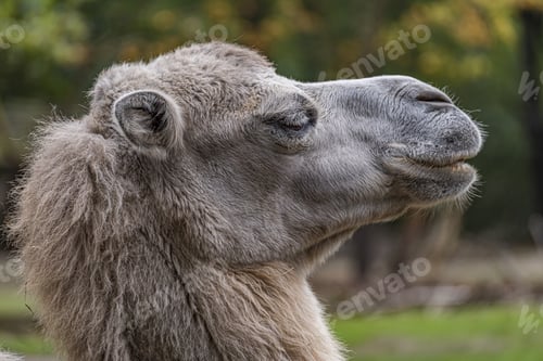 Preview: A Selective Focus Shot Of A Camel In Branitz Park In Germany