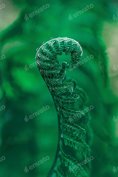 Preview: A Shot Of The Ostrich Fern'S Beautiful Curled Plants