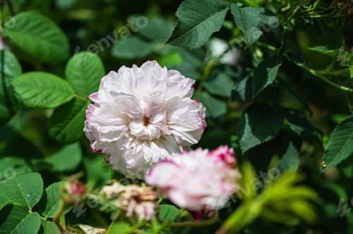 Preview: A Closeup Shot Of White Damask Rose In A Garden