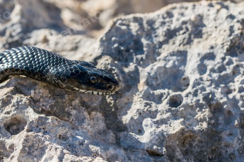 Preview: Close Up Macro Shot Of Face And Head Of An Adult Black Western Whip Snake, Hierophis Viridiflavus