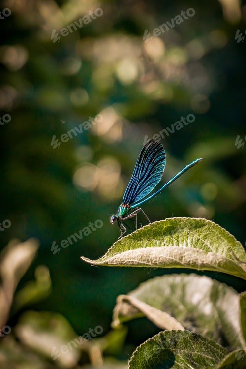 Preview: A Vertical Shot Of A Blue Net-Winged Insect Sitting On A Leaf