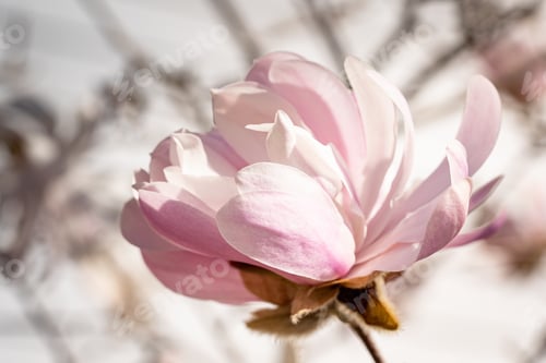 Preview: A Close-Up Shot Of Blooming Magnolia Flower On A Blurry Background In Spring