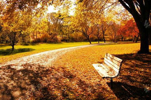 Preview: Bench In A Park In Late Day Autumn Light