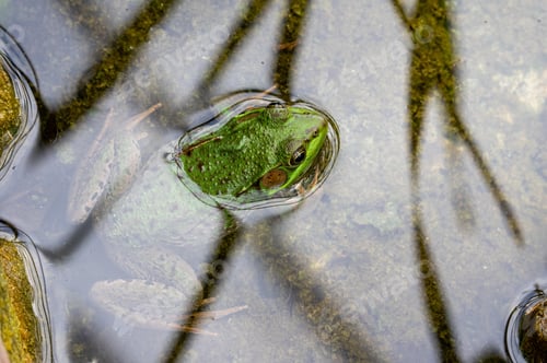 Preview: A Frog Sitting With Its Head Just Above The Water In A Pond