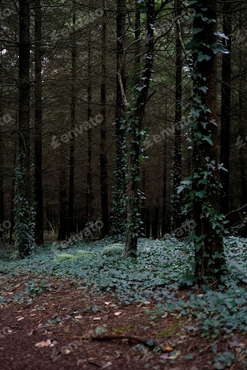 Preview: The Trees Covered In Leaves In The Creepy And Haunting Forest