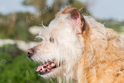 Preview: A Cream Coloured Dog, Chained To A Tree, Eagerly Waiting For Its Owner To Run Freely And Play In