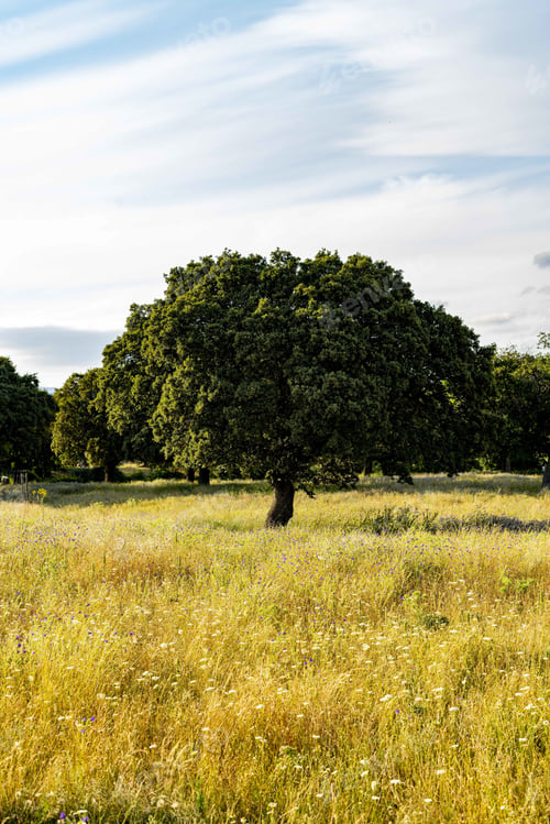 Preview: A Vertical Shot Of Beautiful Green Trees In A Grassy Field During Daytime