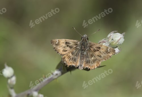 Preview: A Closeup Shot Of A Mallow Skipper (Carcharodus Alceae) On A Branch On A Blurred Background