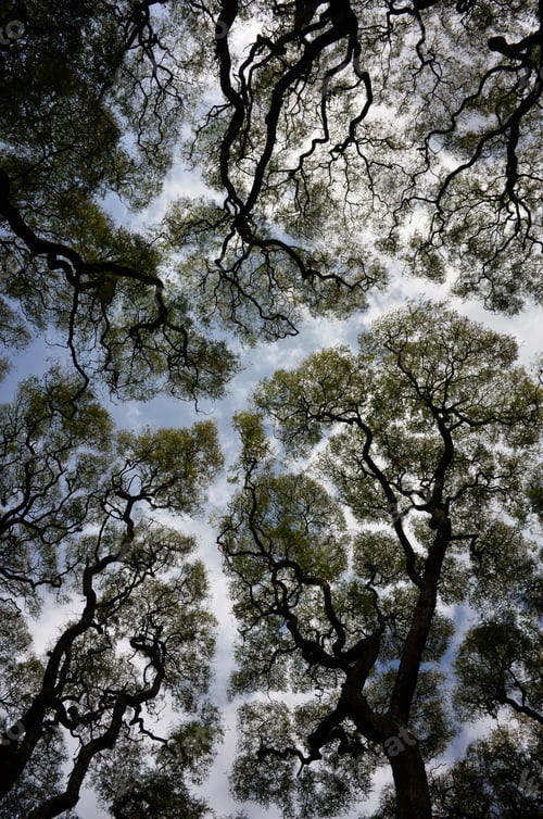 Preview: Wide Angle Abstract Shot Of Trees Against The Sky In Buenos Aires, Argentina