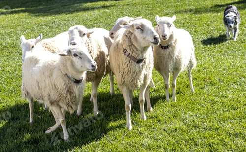 Preview: A Beautiful Shot Of The Sheep And A Dog On The Grass In The Field On A Sunny Day