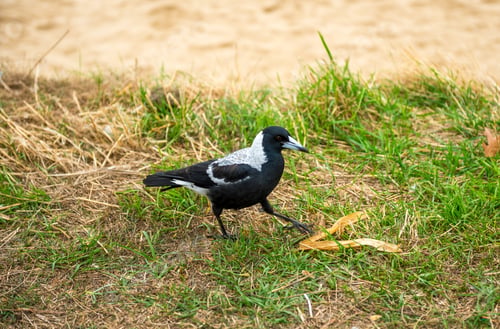 Preview: A Black And White Bird In A Field Captured During The Daytime
