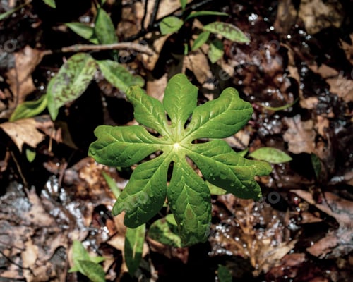 Preview: A High Angle Shot Of A Green Leaf Covered With Dewdrops.
