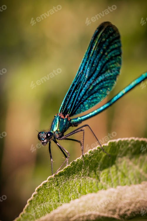 Preview: A Macro Shot Of A Blue Net-Winged Insect Sitting On A Leaf