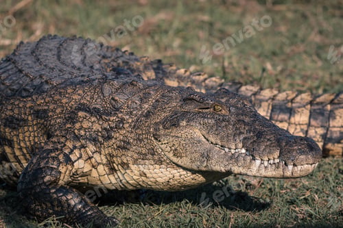 Preview: An American Crocodile In A Grassy Field During Daytime