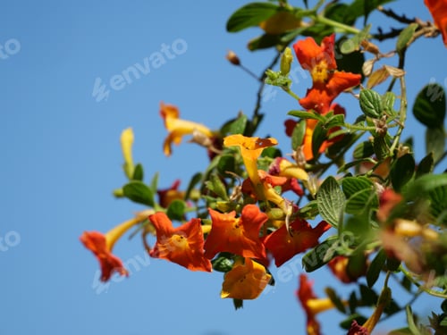 Preview: A Closeup Shot Of Orange Trumpet Vines Growing On A Tree