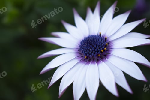 Preview: A Selective Focus Shot Of An African Daisy With Green Leaves On The Background