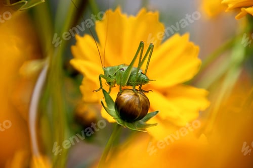 Preview: A Macro Shot Of Parasitism On A Yellow Flower