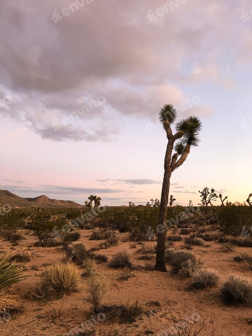 Preview: A Joshua Tree In The Joshua Tree National Park, Usa