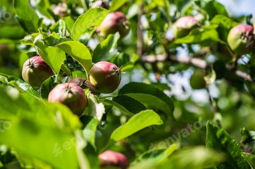 Preview: A Closeup Shot Of Semi-Ripe Apples On A Branch In A Garden