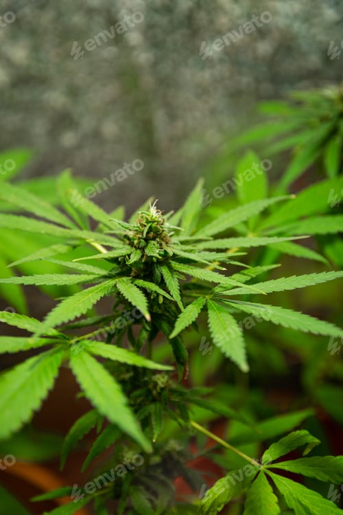 Preview: A Vertical Shot Of The Cultivation Cannabis Plant, Addictive Substance Drug Plantation In Greenhouse