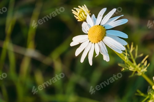Preview: A Closeup Shot Of Daisy Flowers
