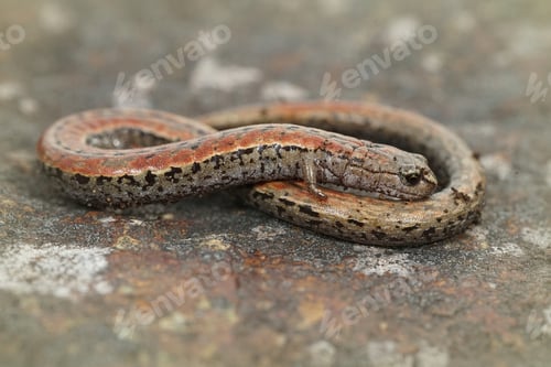 Preview: A Closeup Shot Of A California Slender Salamander Between Blurry Background