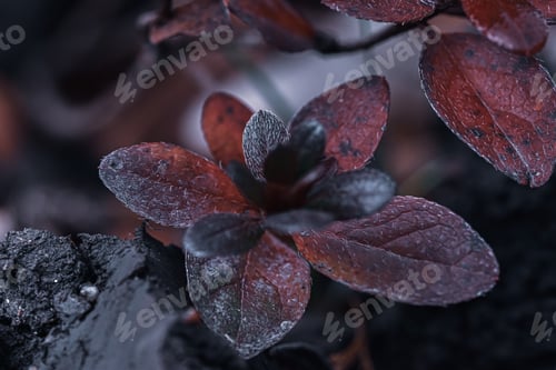 Preview: A Closeup Shot Of Beautiful Dark Leaves