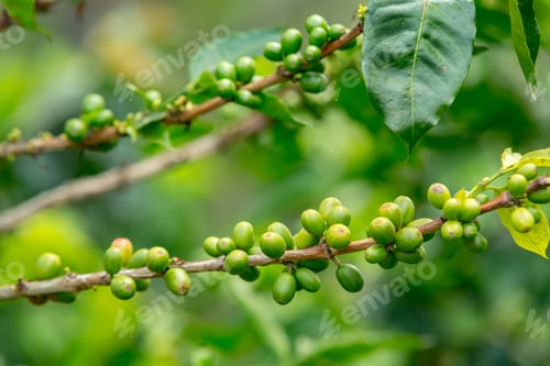 Preview: A Closeup Of Coffee Beans On Tree Branches In A Field Under The Sunlight At Daytime
