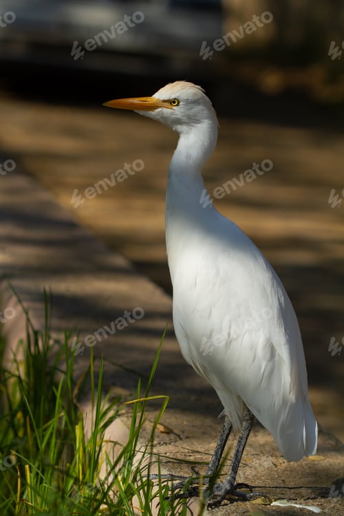 Preview: A Vertical Shot Of An Egret Walking Around On A Sunny Day