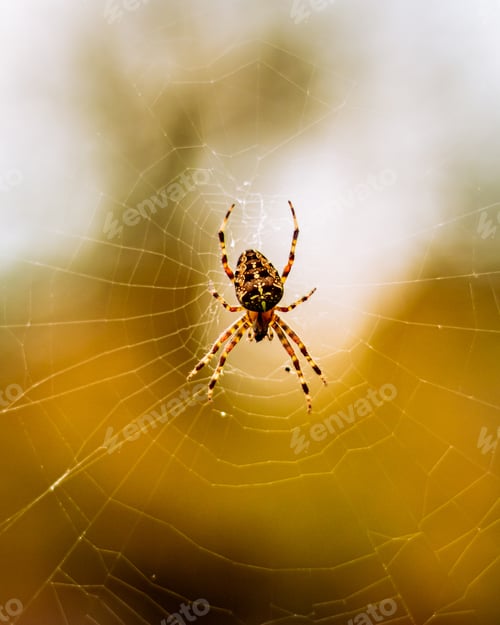 Preview: A Vertical Selective Focus Macro Shot Of A Spider On The Spiderweb