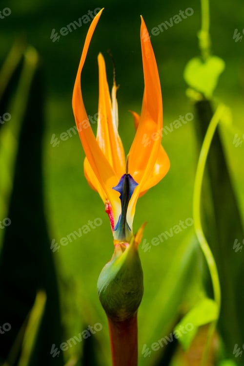 Preview: A Vertical Shot Of A Flower Called The Bird Of Paradise
