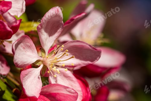 Preview: A Selective Focus Shot Of Magnificent Pink Blossoms