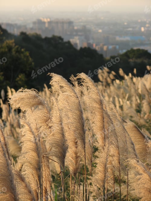 Preview: A Vertical Shot Of Common Reed Phragmites Australis