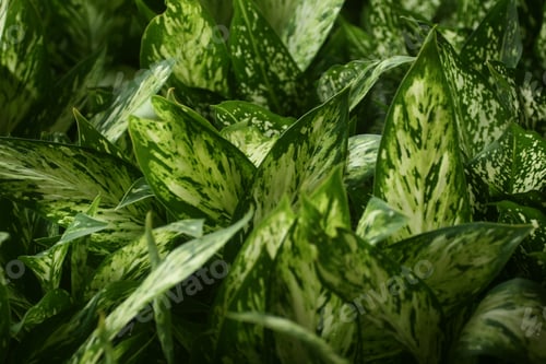 Preview: A Closeup Shot Of Green Leaves