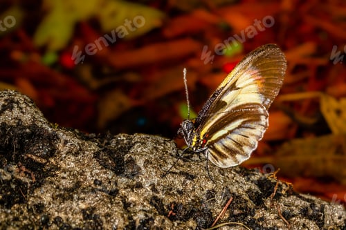 Preview: A Closeup Shot Of A Beautiful Butterfly Under The Sunlight