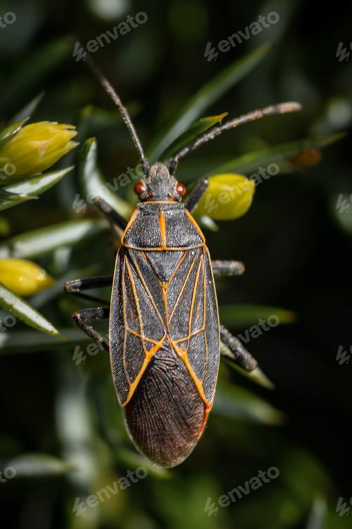 Preview: A Vertical Shot Of An Exotic Bug Sitting On The Small Flowers