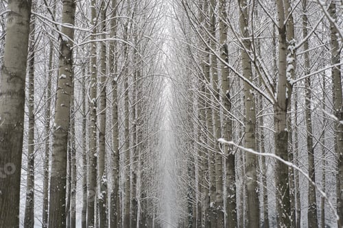 Preview: An Amazing Low Angle Shot Of Winter Forest With Lots Of Trees