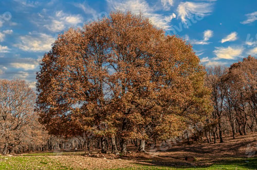 Preview: A Round Tree In A Park On An Autumn Day