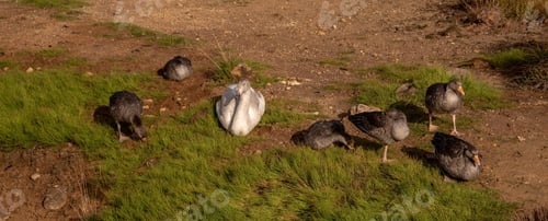 Preview: A Panoramic Shot Of Ducks On The Ground Under The Sunlight In The Countryside