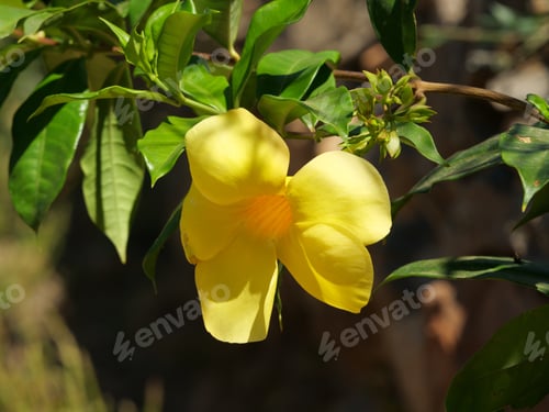 Preview: A Closeup Shot Of A Yellow Blooming Bellflower