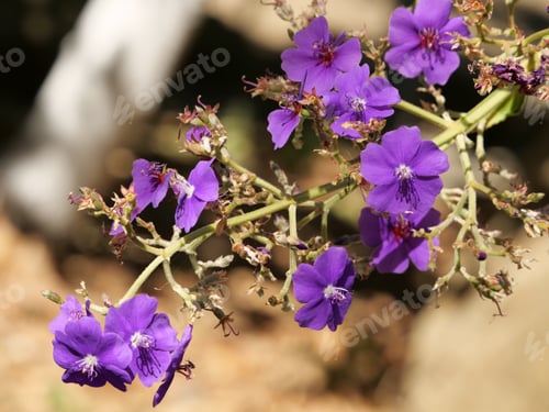 Preview: A Beautiful Closeup Of Purple Flowers Growing In The Field On A Sunny Day