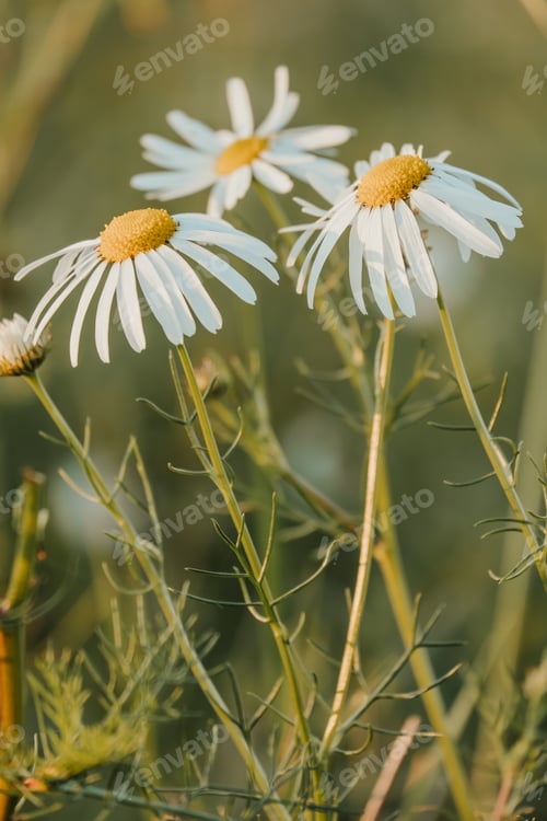 Preview: A Vertical Shot Of Daisy Flowers