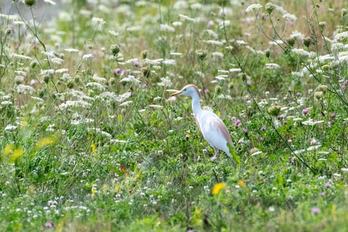 Preview: A Closeup Shot Of Cattle Egret