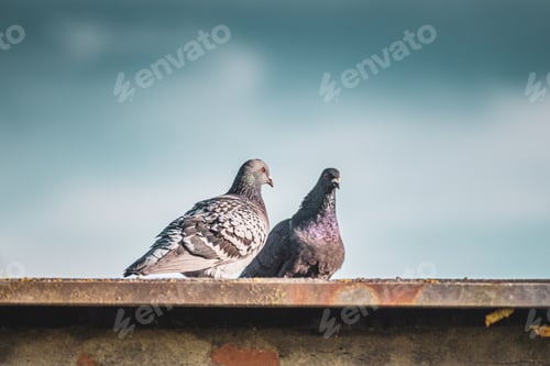 Preview: A Closeup Shot Of Two Stock Doves Standing On The Roof