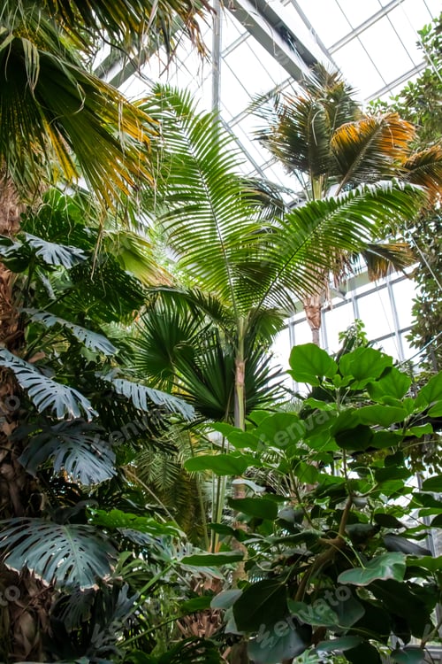Aperçu: A Vertical Shot Of A Variety Of Trees And Plants Growing Inside The Greenhouse